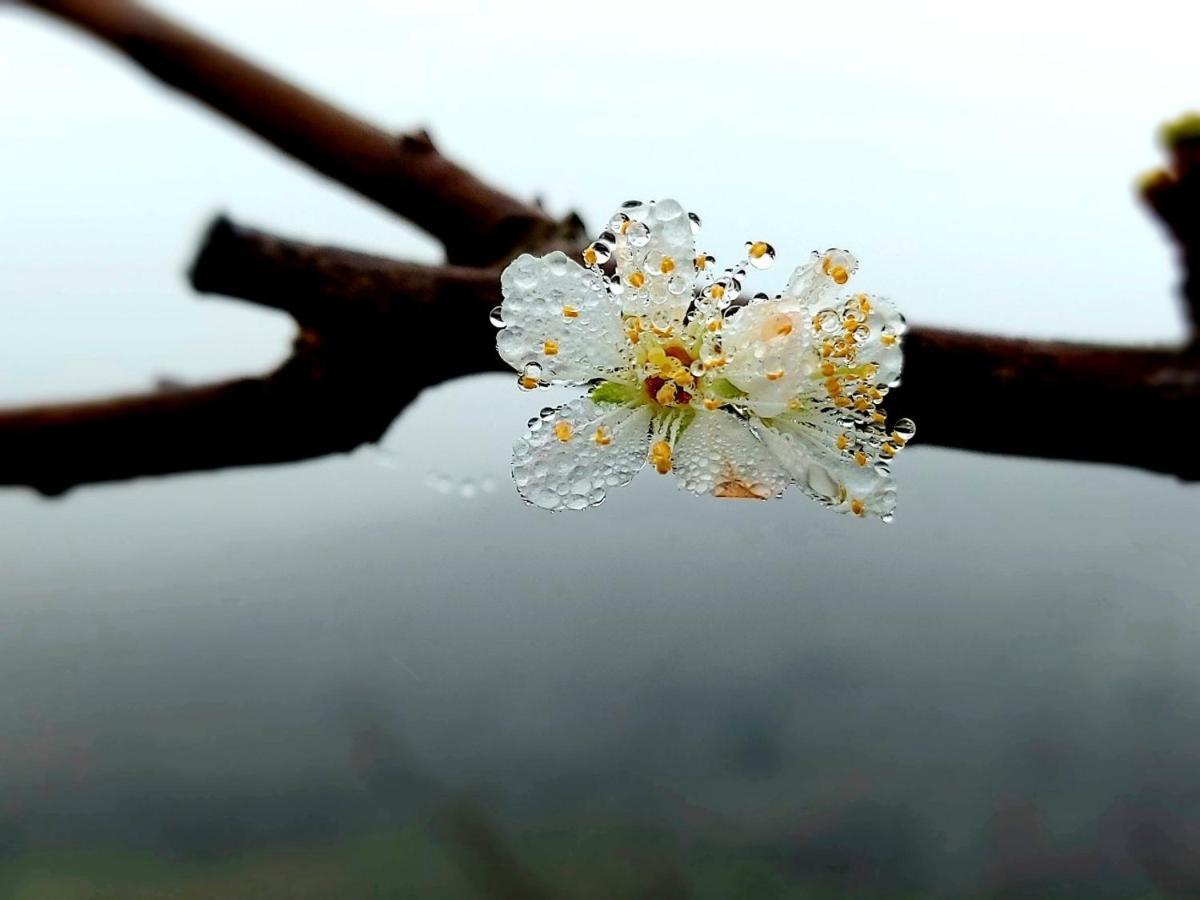 Апартаменты Moc Chau Peachy Garden Экстерьер фото